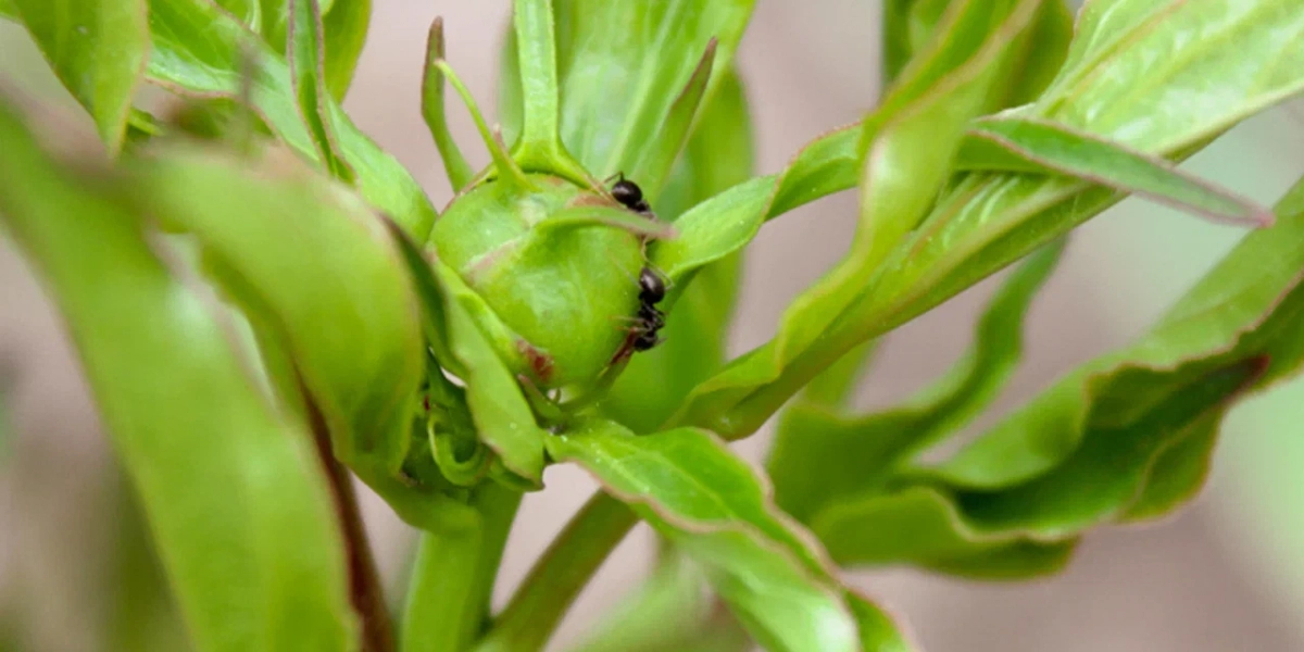 Инвазивные муравьи избирательно игнорируют токсичные приманки